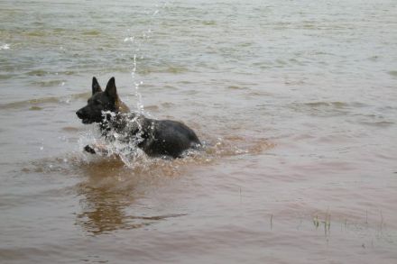 Die Deutschen Schäferhunde "von den Querulanten"