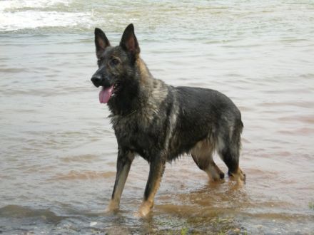 Die Deutschen Schäferhunde "von den Querulanten"