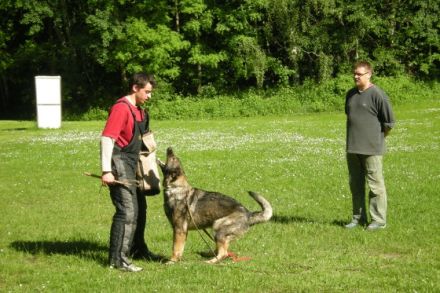 Die Deutschen Schäferhunde "von den Querulanten"