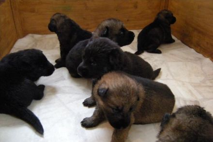 Die Deutschen Schäferhunde "von den Querulanten"