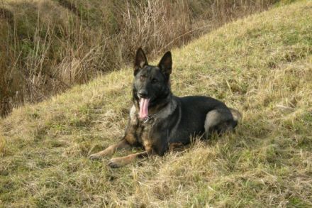 Die Deutschen Schäferhunde "von den Querulanten"