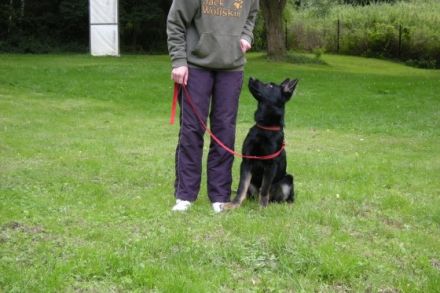 Die Deutschen Schäferhunde "von den Querulanten"