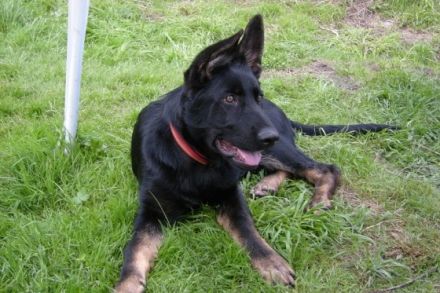 Die Deutschen Schäferhunde "von den Querulanten"