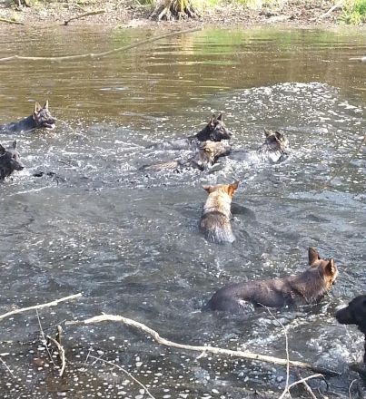 Ach du dicker Hund: Übergewicht bei Hunden erkennen und behandeln