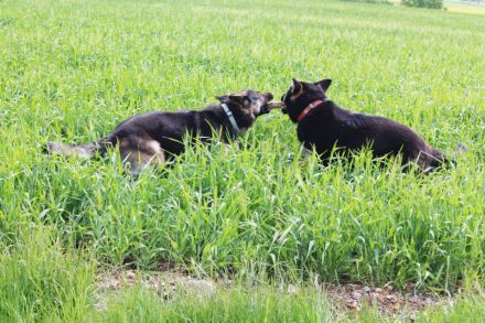 Ach du dicker Hund: Übergewicht bei Hunden erkennen und behandeln