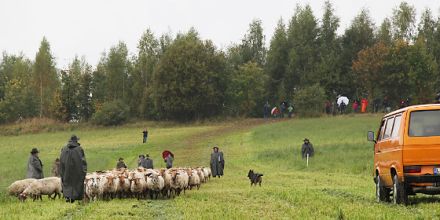 Die Arbeit der Hütehunde