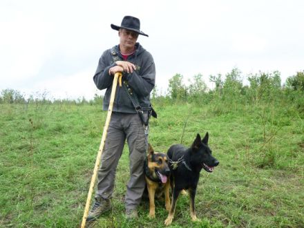 Die Arbeit der Hütehunde