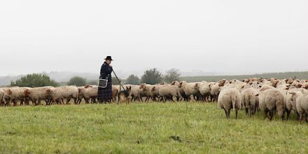 Die Arbeit der Hütehunde
