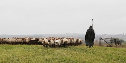 Die Arbeit der Hütehunde