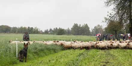 Die Arbeit der Hütehunde