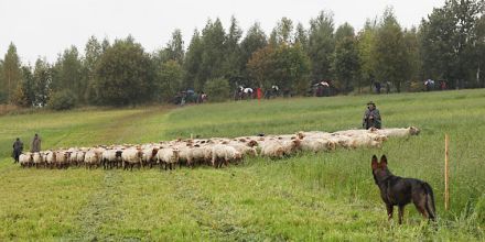 Die Arbeit der Hütehunde