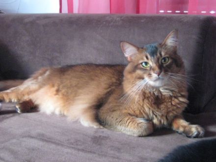 Die Somali-Katze, eine afrikanische Schönheit aus den USA