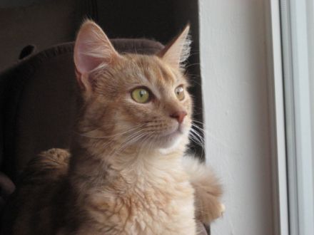 Die Somali-Katze, eine afrikanische Schönheit aus den USA