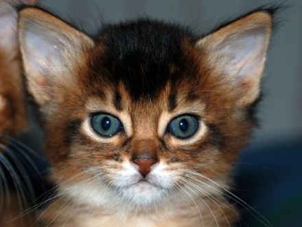 Die Somali-Katze, eine afrikanische Schönheit aus den USA