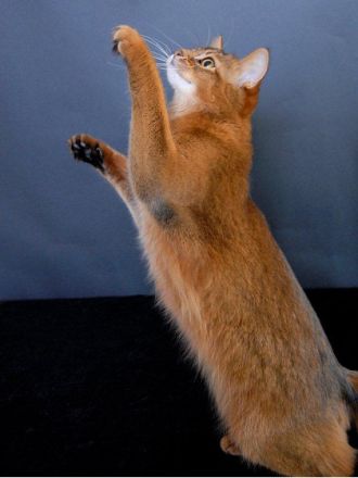 Die Somali-Katze, eine afrikanische Schönheit aus den USA