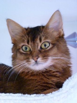 Die Somali-Katze, eine afrikanische Schönheit aus den USA