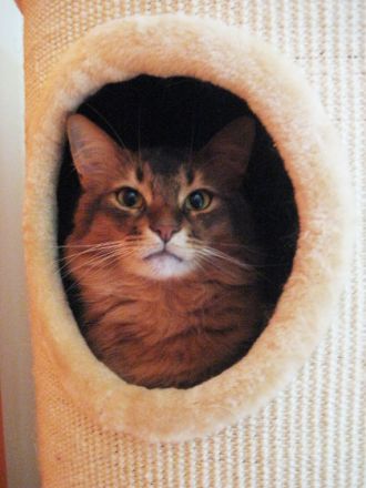 Die Somali-Katze, eine afrikanische Schönheit aus den USA