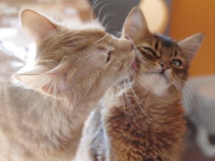 Die Somali-Katze, eine afrikanische Schönheit aus den USA