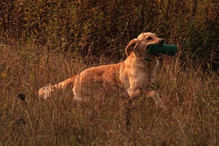 Dummyarbeit zur Beschäftigung von Hunden