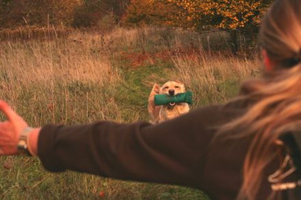 Dummyarbeit zur Beschäftigung von Hunden