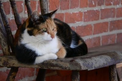 Eine Katze kommt ins Haus