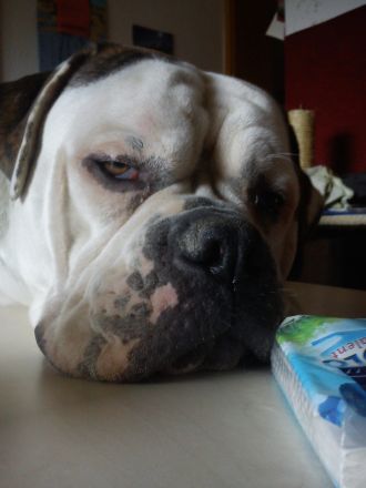 Erkältung bei Hund, Katze & Co.