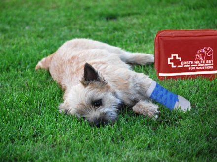 Erste Hilfe beim Hund: Wie kann ich meinem Hund im Notfall helfen?