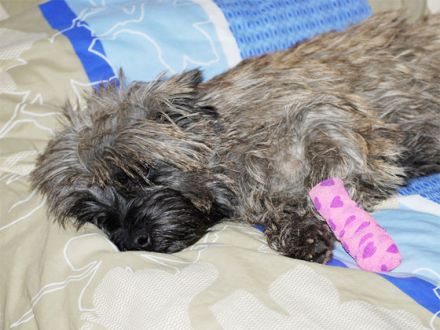 Erste Hilfe beim Hund: Wie kann ich meinem Hund im Notfall helfen?