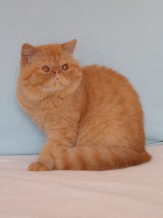 Die Exotic-Shorthair-Katze