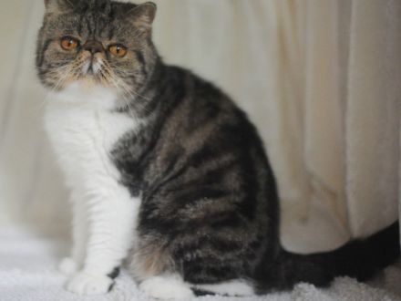Die Exotic-Shorthair-Katze