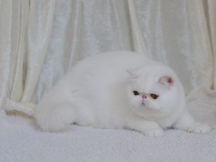 Die Exotic-Shorthair-Katze