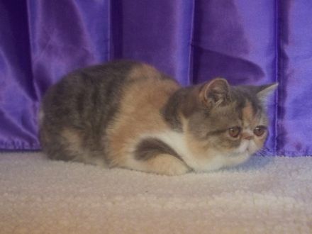 Die Exotic-Shorthair-Katze