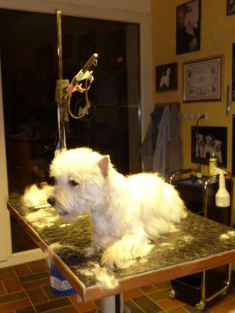 Fellpflege beim Hund: Mein Hund geht zum Friseur