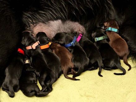 Der Flat Coated Retriever: Kein Hund für Couchpotatoes