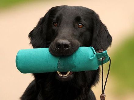 Der Flat Coated Retriever: Kein Hund für Couchpotatoes