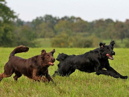 Der Flat Coated Retriever: Kein Hund für Couchpotatoes