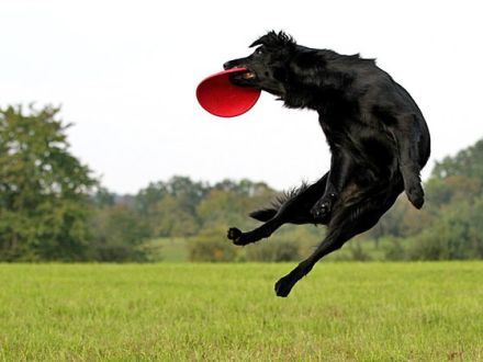 Der Flat Coated Retriever: Kein Hund für Couchpotatoes