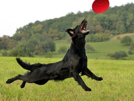 Der Flat Coated Retriever: Kein Hund für Couchpotatoes