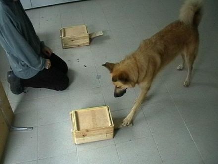 Forschung mit Hunden: Teilnehmer gesucht