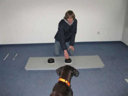 Forschung mit Hunden: Teilnehmer gesucht