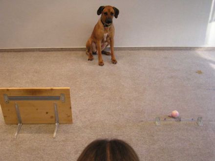 Forschung mit Hunden: Teilnehmer gesucht