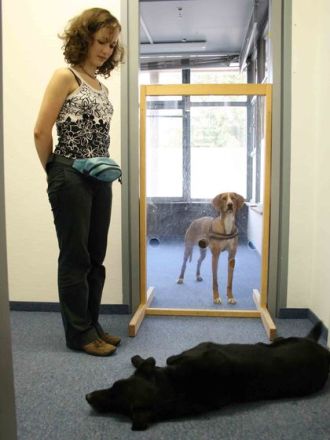 Forschung mit Hunden: Teilnehmer gesucht