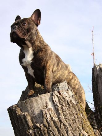 Die französische Bulldogge