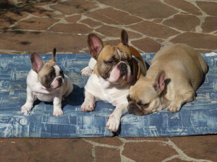 Die französische Bulldogge