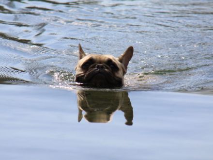 Die französische Bulldogge