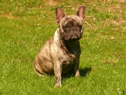 Die französische Bulldogge