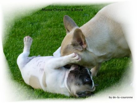 Die französische Bulldogge