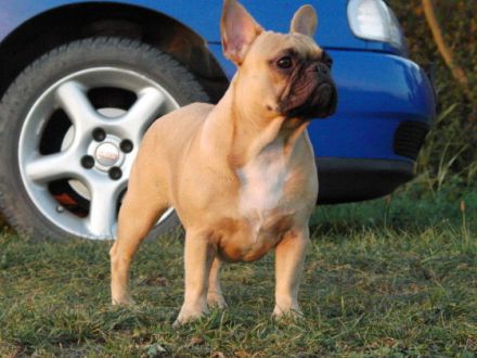 Die französische Bulldogge