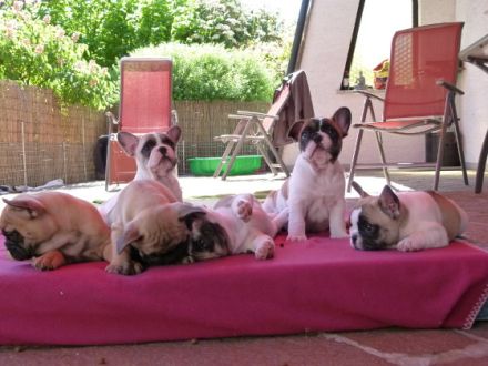 Die französische Bulldogge