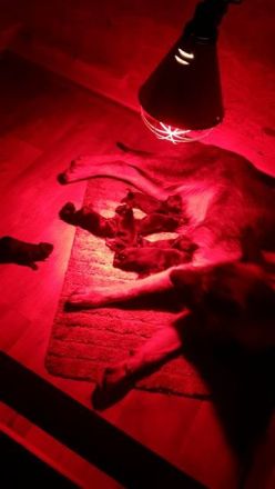 Die Hundegeburt: Ein neues Hundeleben beginnt